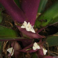 Tradescantia pallida (Rose) D.R.Hunt